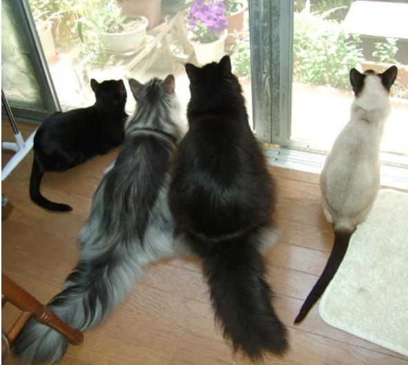 猫咪明明是肉食动物，为什么却唯独喜欢吃猫草呢？！