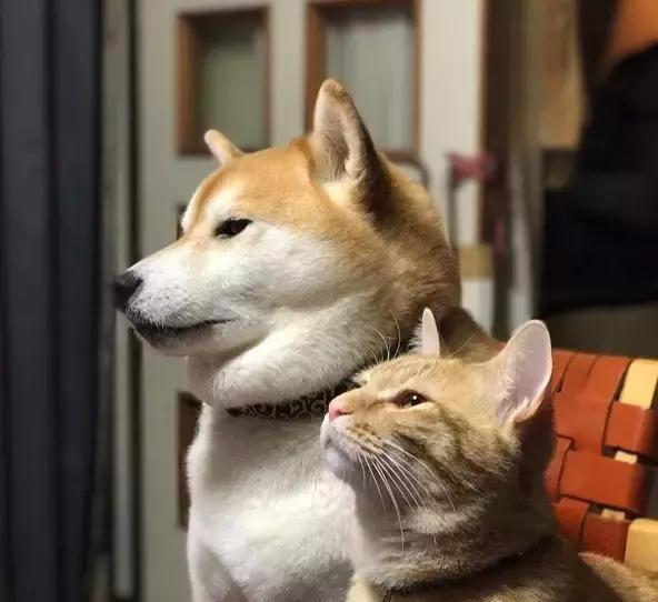 当橘猫和柴犬这两位表情包界的大咖组成CP,画面简直太甜