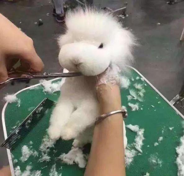 兔子毛长去宠物店剪毛! 告诉工作人员随意发挥! 结果这也太随意了