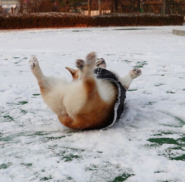 狗狗玩雪却不小心滑倒,所以说,玩雪的时候一定要小心