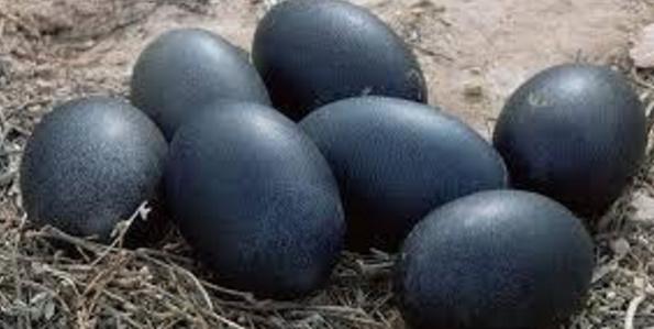 这种全黑的金属鸡,连鸡蛋都是纯黑的,可你吃不起