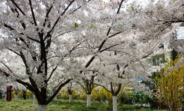 中国樱花哪里看,为你推荐的全国著名赏樱地点