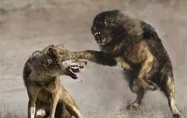 藏獒大战北美灰狼