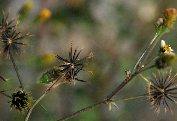 这种杂草人见人厌,竟然是防治高血压的特效药