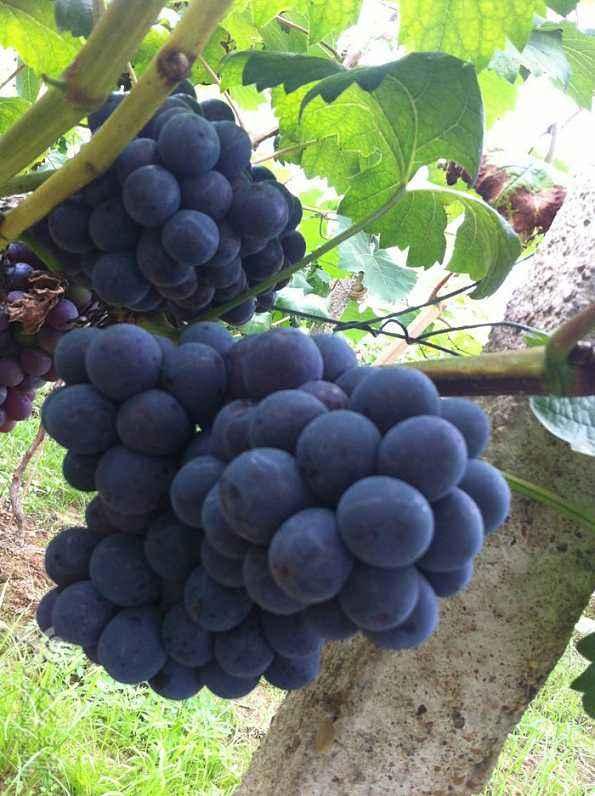 喝过酒后, 吃那些水果最解酒? 最没想到是它