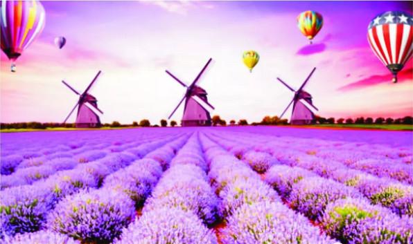 四川2018赏花第一站 米易郁金香节30万株花海