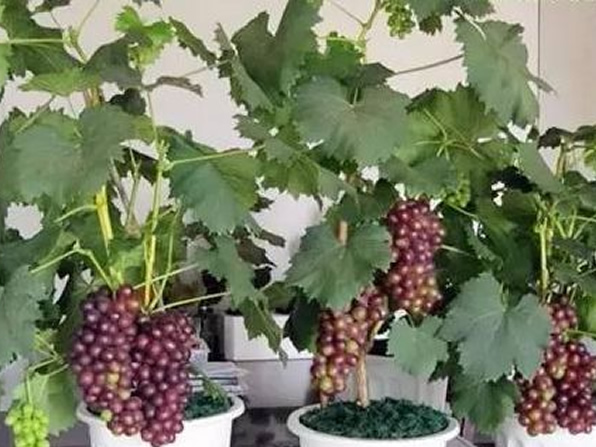 换个地方更赚钱,一亩盆栽葡萄能卖30万,您相信