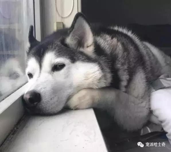哈士奇换了个主人很是抑郁,每天不吃不喝趴在窗户上!