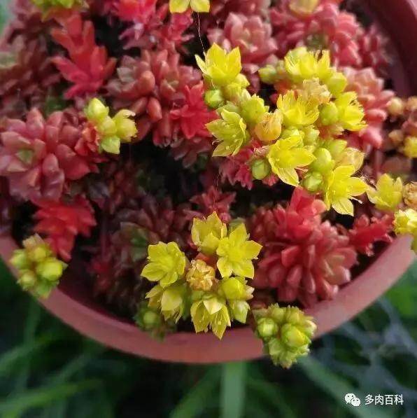 浅谈夏季养多肉植物应该怎么浇水!