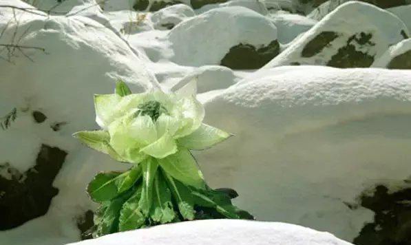 新疆天山上的雪莲花 , 太罕见了