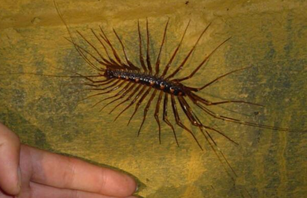 形似蜈蚣的蚰蜒,虽是益虫,还是被人类一鞋掌拍