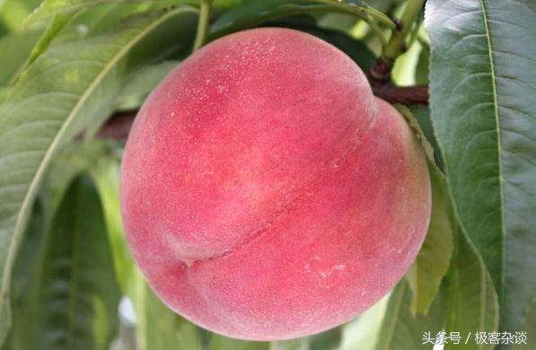 心理测试:选一个长的最好看的桃子,测你新的一