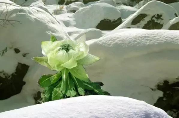 这就是天山雪莲吗好美哦
