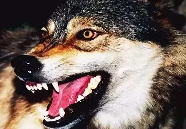 人遇到狼 空手击杀狼的几率有多大:战斗民族表示:不是问题!