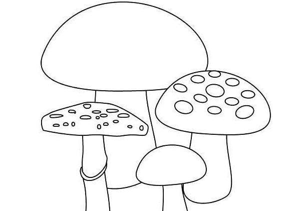 早教育儿简笔画,教宝宝画小鸟出租车小狗和螃蟹