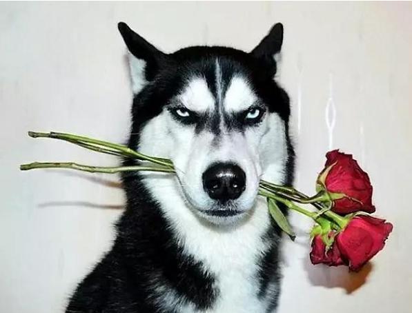 爱笑的哈士奇命运运限都不会太差!犯二是什么,能吃吗?
