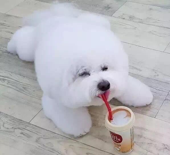 世界犬种介绍之十五:雪白蠢萌—比熊犬