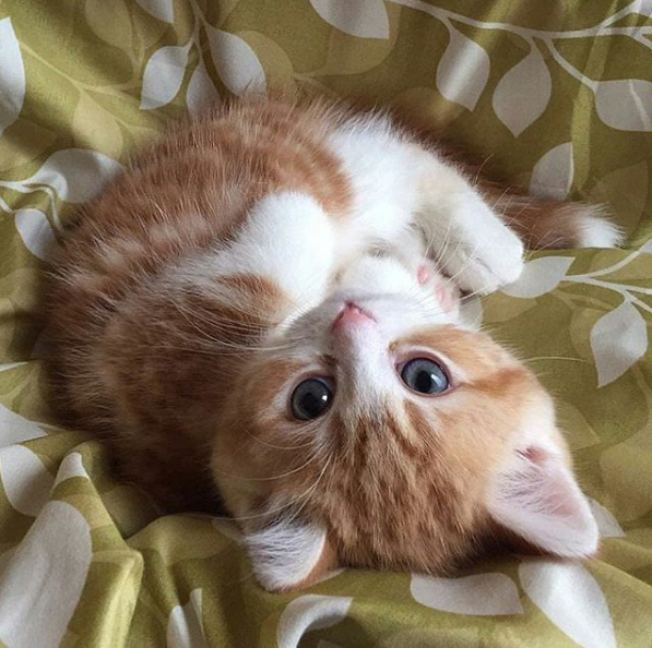 小奶猫什么的 最可爱了!