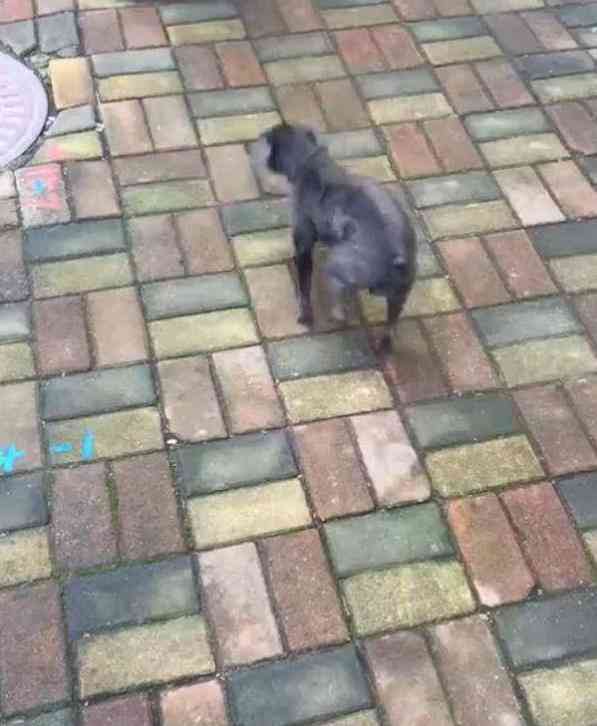 狗狗装瘸腿想博同情,被主人踢了一脚后立马老