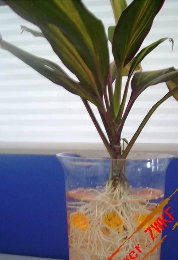 阿布教你养植物|不是所有的植物都能水培,选错