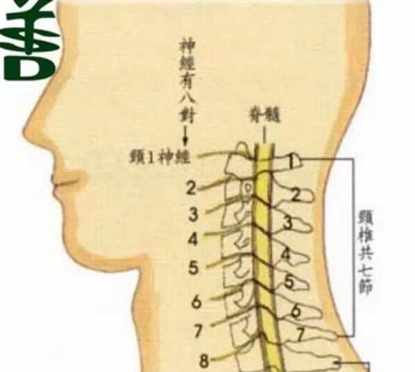 坐姿不正会导致职业颈椎病,不用手术,一招大鹏展翅效果绝了