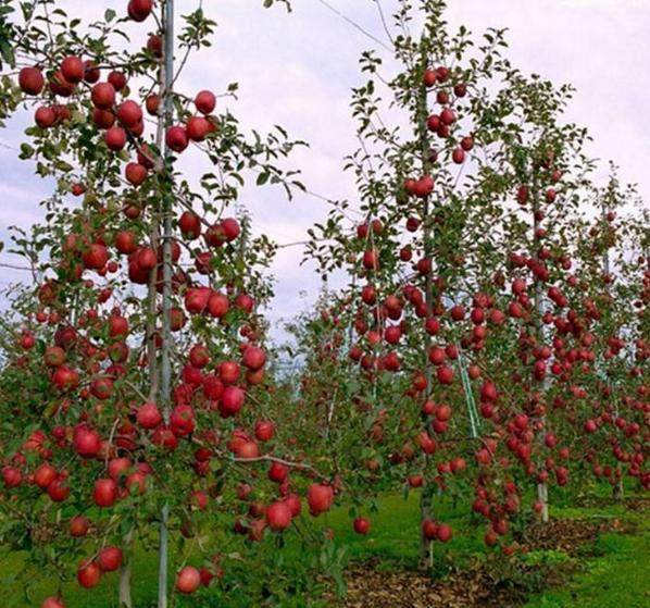 被誉为红色之爱-红肉苹果,见过吗?红肉苹果多
