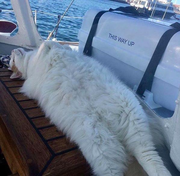 猫咪竟然爱上出海,看看自家的猫洗个澡都难