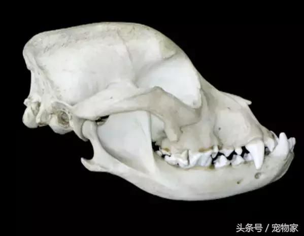 纯种犬的悲哀,养狗爱狗的人都应该知道