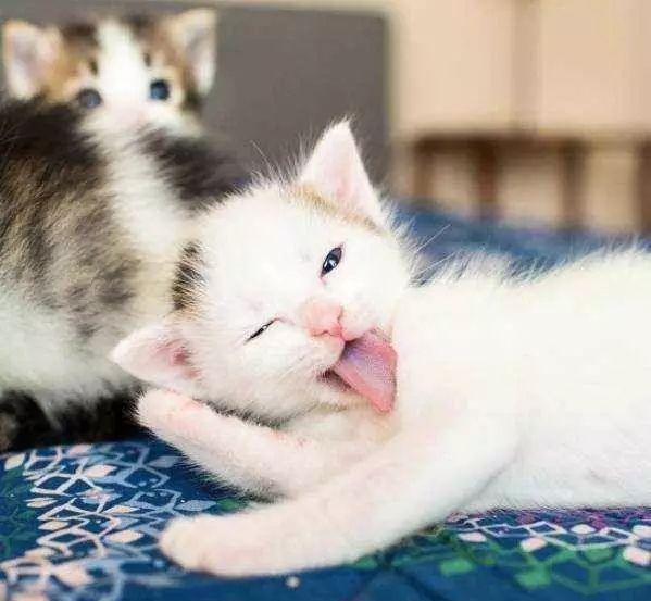 16种猫咪笑，你家主子是哪款？
