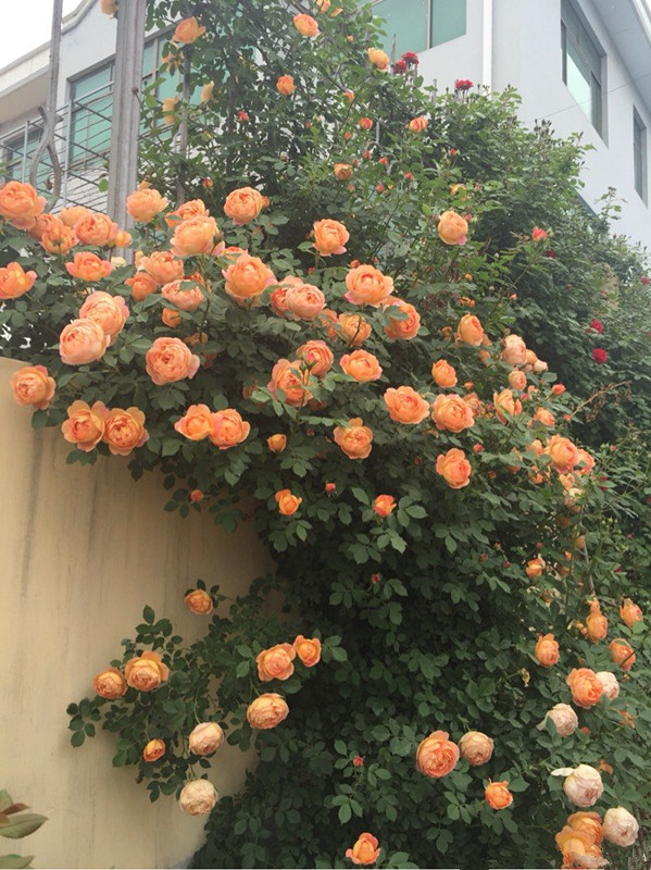 这种木本花卉,花色漂亮,还有迷人芳香,花期超长,是盆栽佳品