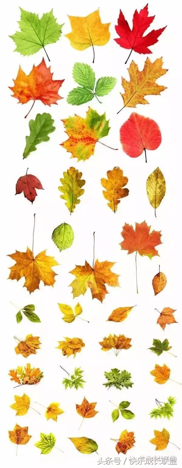 这么美的画都是用秋天的树叶做的