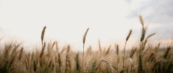 壁纸 草 成片种植 风景 绿色 植物 种植基地 桌面 600_254 gif 动态图