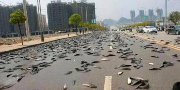 世界上最"怪异"的雨,下的不是水而是鱼,有人敢吃吗?