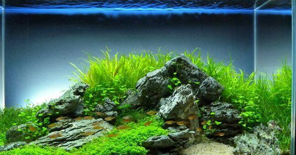 深圳鱼缸造景鱼缸定做专家告诉你水族箱草缸造景选择水草