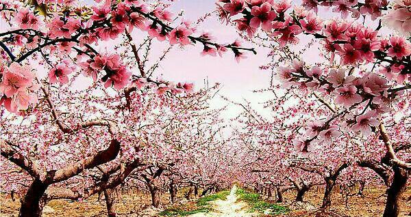 山重水复疑无路,柳暗花明又一村