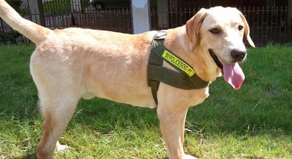 智商高且容易训练的10类犬种,其实泰迪也是很好很聪明