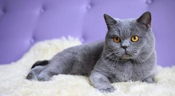 十大最高贵的猫,快看看你家猫在不在其中|德文|品种|高贵的_新浪新闻
