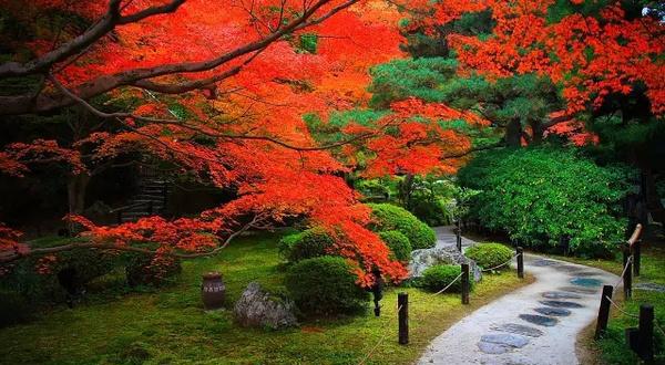 去日本看最美的红叶,住最棒的民宿