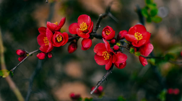 2018年北京赏花地图 又到一年赏花季