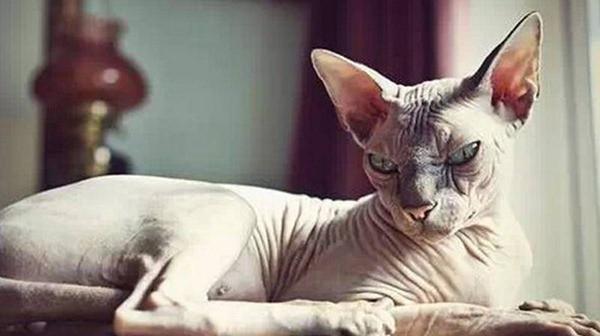 十大最高贵的猫,快看看你家猫在不在其中|德文|品种|高贵的_新浪新闻