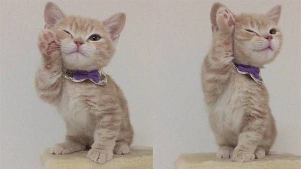 别人家的小萌猫!爱洗澡的小可爱,根本不用主人操心啊