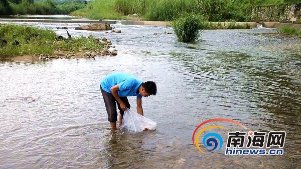 海南大刺鳅养殖者符志炳:乡愁 是一条游动的鱼
