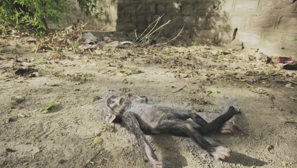 机器猴摔下树,猴子家族以为朋友死了,抱成一团哭的