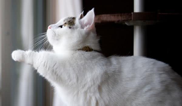 盘点最漂亮可爱的十个猫咪品种，你家猫是哪一种？！