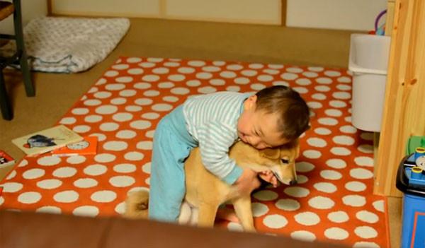 宝宝把柴犬当马骑,狗痛得想要咬人,可宝宝却能