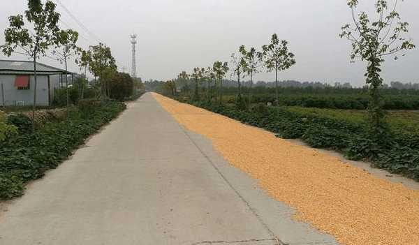 2018年小麦收购保护价定了!比去年还低!农民种