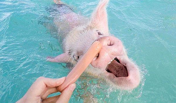 男子在海里游泳时，忽然冒出的一颗猪头把他吓一大跳