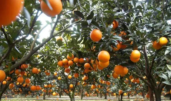赣州各县市最新最全的赣南脐橙采摘地点路线