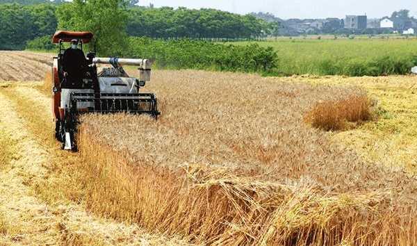 2018年小麦收购保护价定了!比去年还低!农民种
