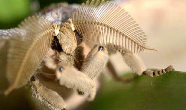 九个版本的女儿国国王,哪一个最接近《西游记